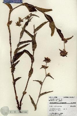 URN_catalog_HBHinton_herbarium_27238.jpg.jpg