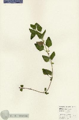 URN_catalog_HBHinton_herbarium_25311.jpg.jpg