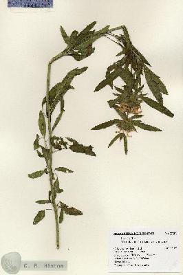 URN_catalog_HBHinton_herbarium_25389.jpg.jpg