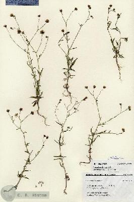 URN_catalog_HBHinton_herbarium_27243.jpg.jpg
