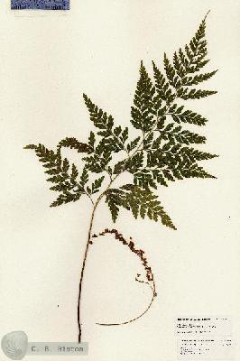 URN_catalog_HBHinton_herbarium_25321.jpg.jpg