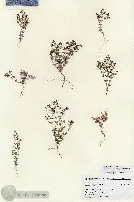 URN_catalog_HBHinton_herbarium_27244.jpg.jpg
