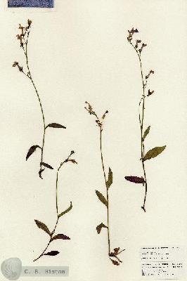 URN_catalog_HBHinton_herbarium_25324.jpg.jpg