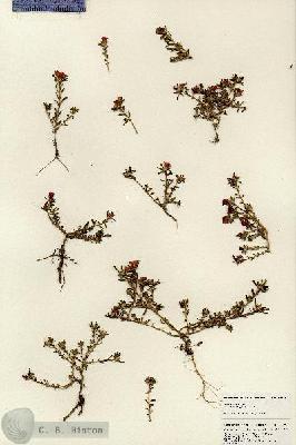 URN_catalog_HBHinton_herbarium_25329.jpg.jpg