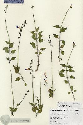 URN_catalog_HBHinton_herbarium_27249.jpg.jpg