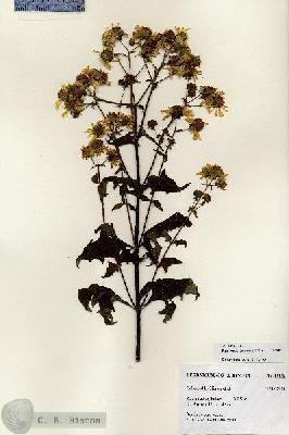 URN_catalog_HBHinton_herbarium_27254.jpg.jpg