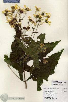 URN_catalog_HBHinton_herbarium_27255.jpg.jpg