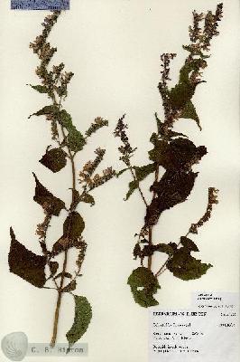 URN_catalog_HBHinton_herbarium_27259.jpg.jpg