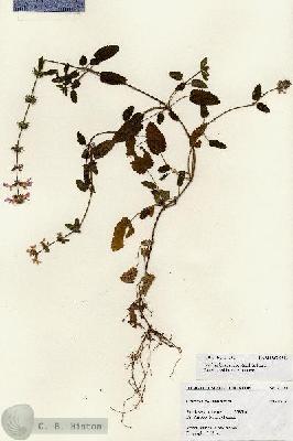 URN_catalog_HBHinton_herbarium_27261.jpg.jpg