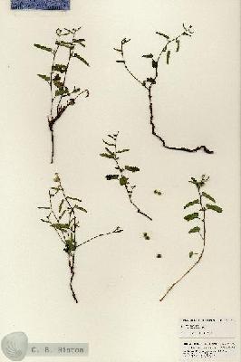 URN_catalog_HBHinton_herbarium_25377.jpg.jpg