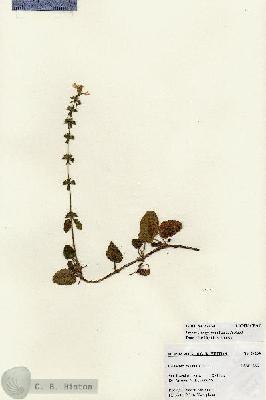 URN_catalog_HBHinton_herbarium_27264.jpg.jpg