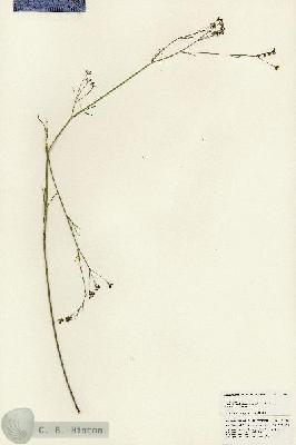 URN_catalog_HBHinton_herbarium_25385.jpg.jpg