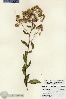 URN_catalog_HBHinton_herbarium_27270.jpg.jpg
