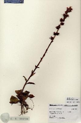 URN_catalog_HBHinton_herbarium_27275.jpg.jpg