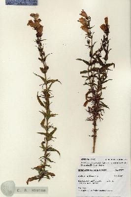 URN_catalog_HBHinton_herbarium_27277.jpg.jpg