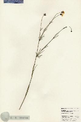 URN_catalog_HBHinton_herbarium_25456.jpg.jpg