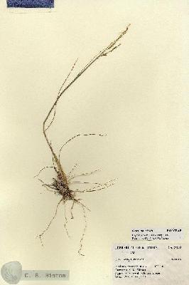 URN_catalog_HBHinton_herbarium_27293.jpg.jpg
