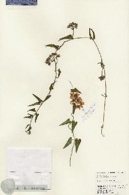 URN_catalog_HBHinton_herbarium_25477.jpg.jpg