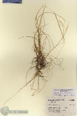 URN_catalog_HBHinton_herbarium_27298.jpg.jpg