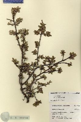 URN_catalog_HBHinton_herbarium_27300.jpg.jpg