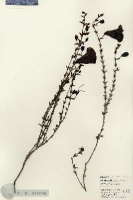 URN_catalog_HBHinton_herbarium_25496.jpg.jpg
