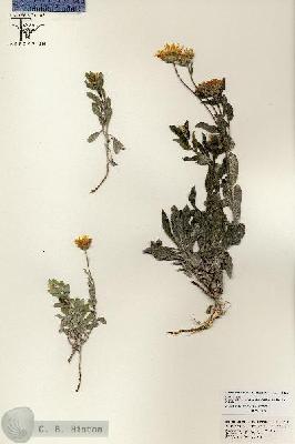 URN_catalog_HBHinton_herbarium_25511.jpg.jpg