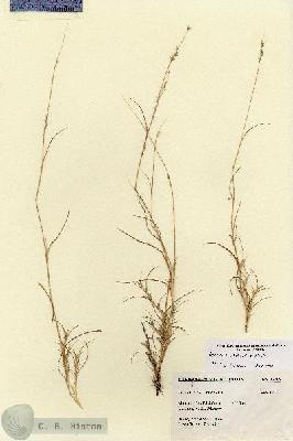 URN_catalog_HBHinton_herbarium_27309.jpg.jpg