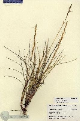 URN_catalog_HBHinton_herbarium_27311.jpg.jpg