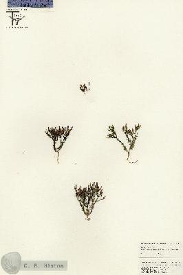 URN_catalog_HBHinton_herbarium_25524.jpg.jpg