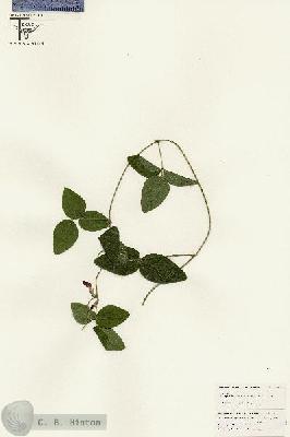 URN_catalog_HBHinton_herbarium_25560.jpg.jpg