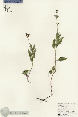 URN_catalog_HBHinton_herbarium_25562.jpg.jpg