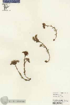 URN_catalog_HBHinton_herbarium_25585.jpg.jpg