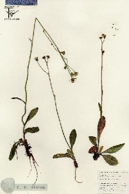 URN_catalog_HBHinton_herbarium_25569.jpg.jpg