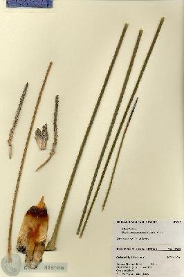 URN_catalog_HBHinton_herbarium_27338.jpg.jpg