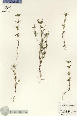 URN_catalog_HBHinton_herbarium_25580.jpg.jpg