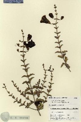 URN_catalog_HBHinton_herbarium_27462.jpg.jpg
