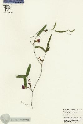 URN_catalog_HBHinton_herbarium_25609.jpg.jpg