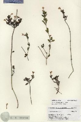 URN_catalog_HBHinton_herbarium_27366.jpg.jpg