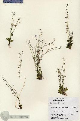 URN_catalog_HBHinton_herbarium_27373.jpg.jpg