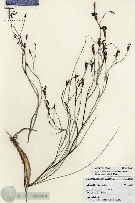 URN_catalog_HBHinton_herbarium_25662.jpg.jpg