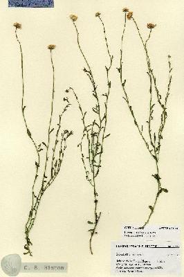 URN_catalog_HBHinton_herbarium_27381.jpg.jpg