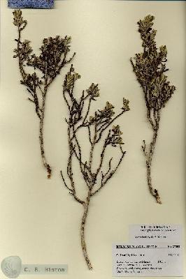 URN_catalog_HBHinton_herbarium_27382.jpg.jpg