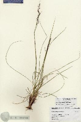 URN_catalog_HBHinton_herbarium_27391.jpg.jpg