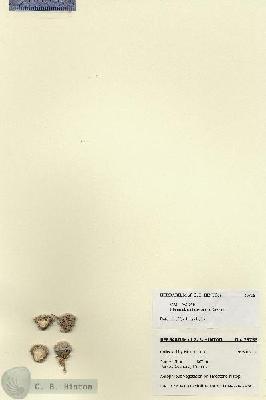 URN_catalog_HBHinton_herbarium_25756.jpg.jpg