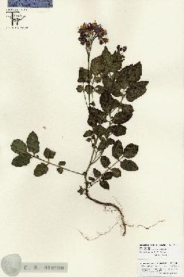 URN_catalog_HBHinton_herbarium_25851.jpg.jpg