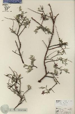 URN_catalog_HBHinton_herbarium_25781.jpg.jpg