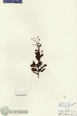 URN_catalog_HBHinton_herbarium_25833.jpg.jpg