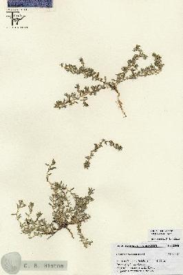 URN_catalog_HBHinton_herbarium_25818.jpg.jpg