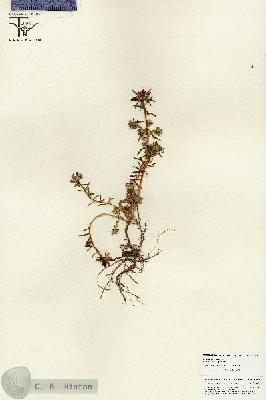 URN_catalog_HBHinton_herbarium_25840.jpg.jpg