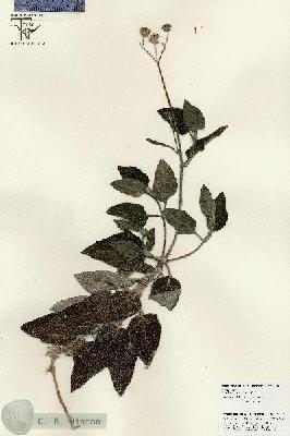 URN_catalog_HBHinton_herbarium_25819.jpg.jpg